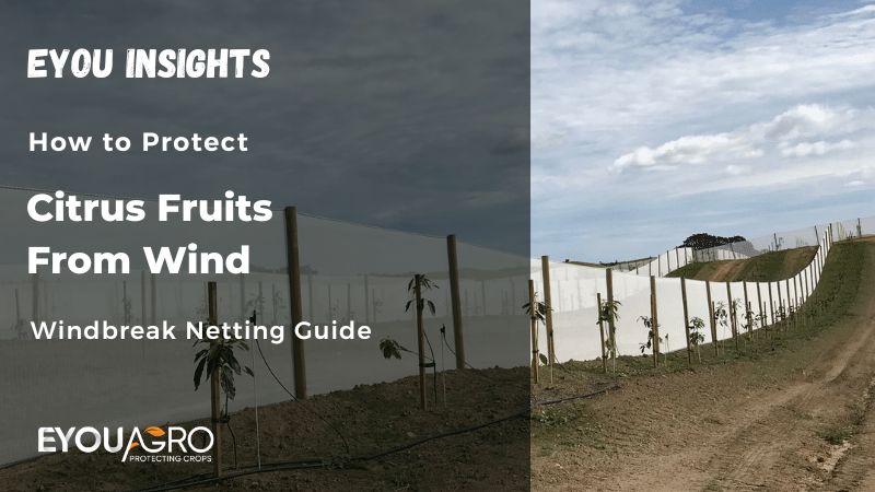 citrus fruits from wind