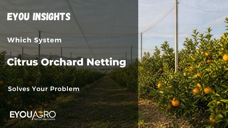 citrus orchard netting