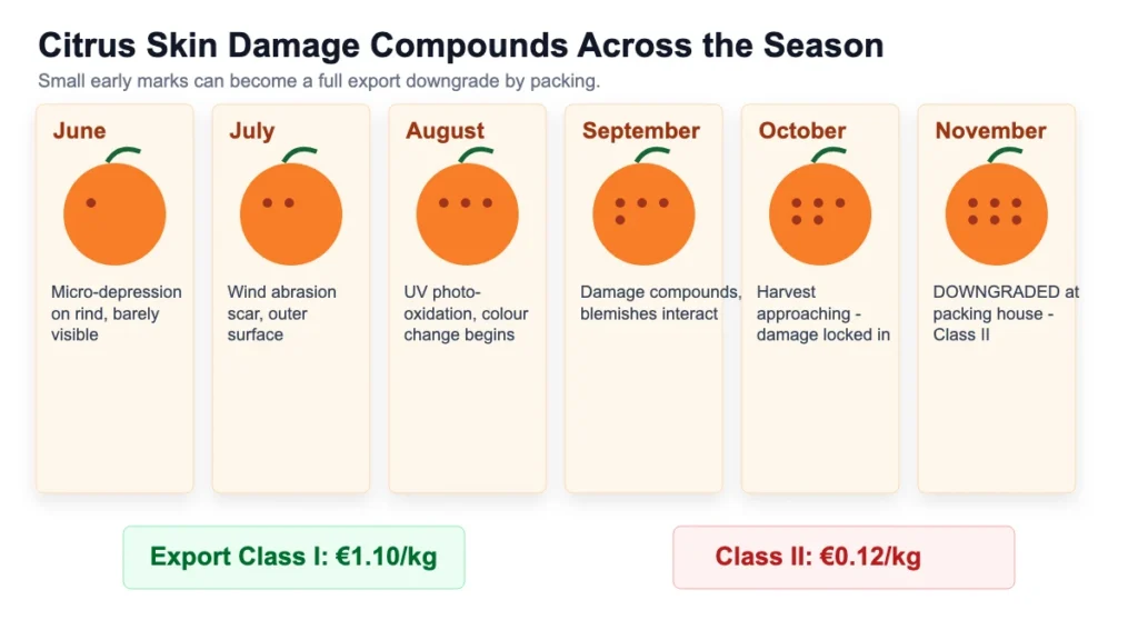 d3 citrus img 01 compounding timeline 1200x675
