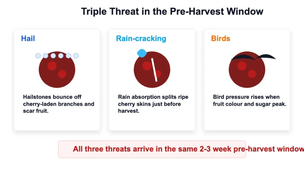 p1 cherry img 03 triple threat 1200x675