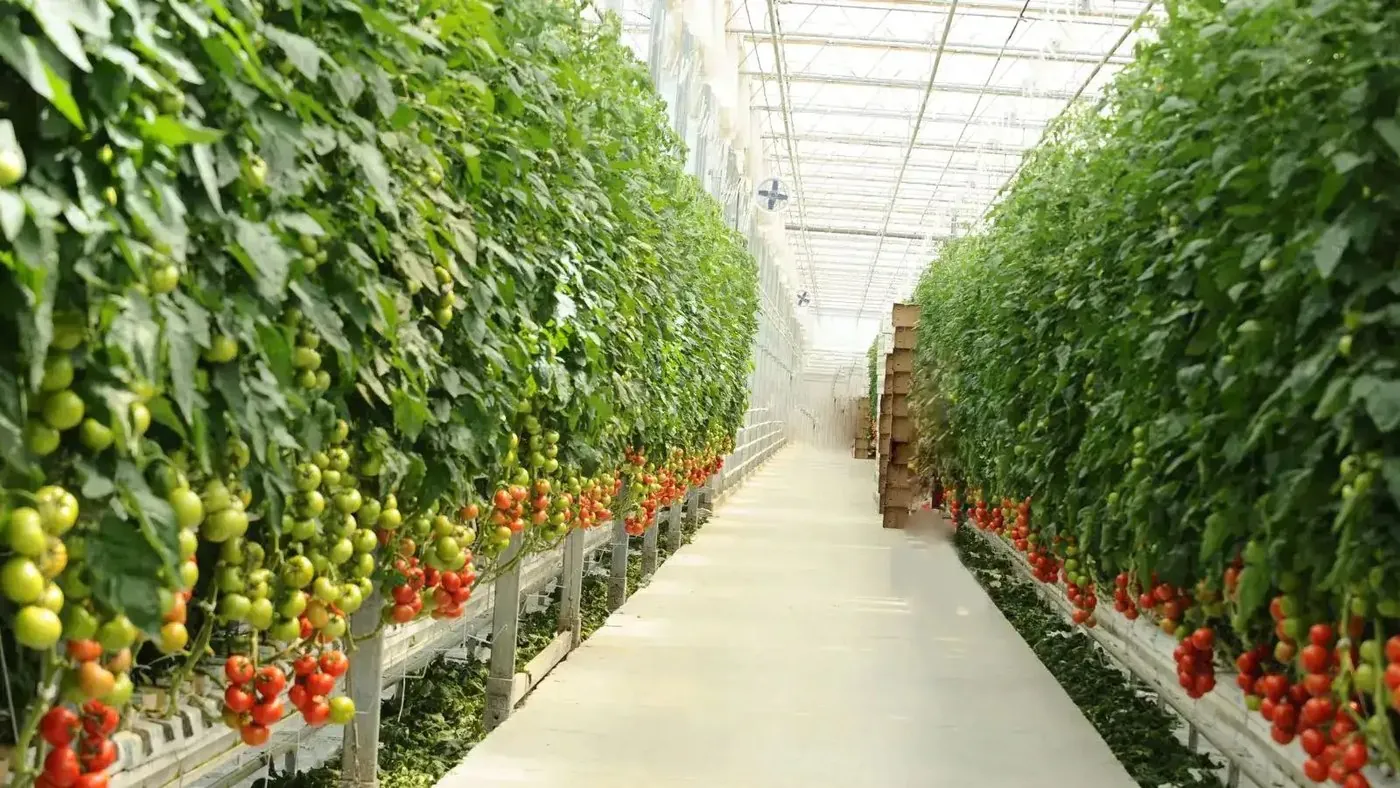 Shade canopy installed over a tomato growing block