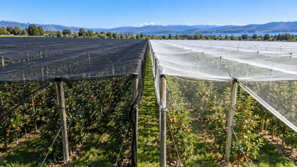 Black and clear hail netting over neighbouring apple blocks