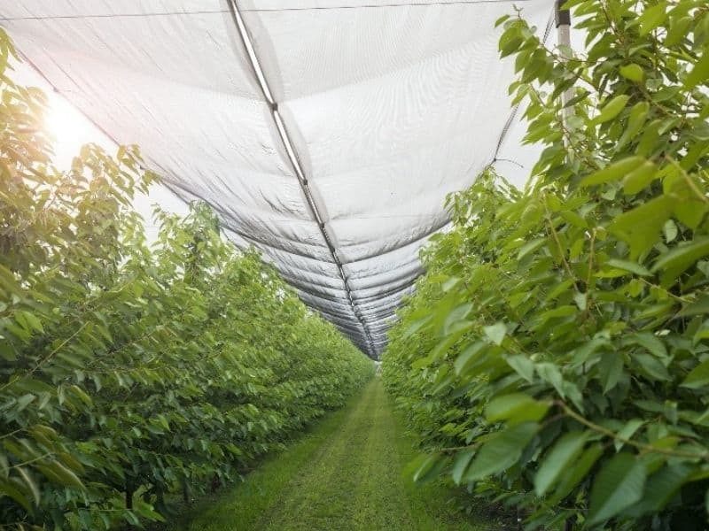 agriculture netting