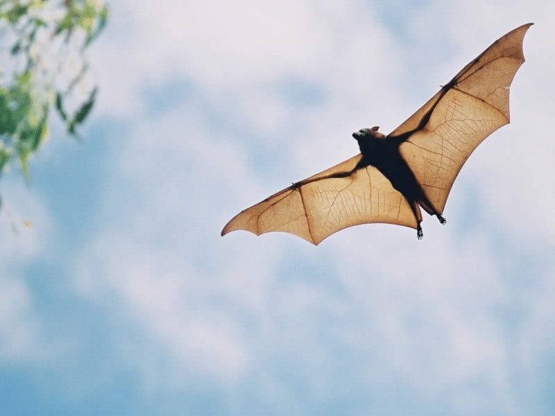 rede para morcego