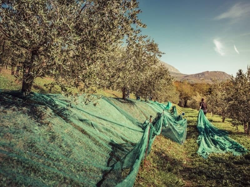 filet de récolte d'olives