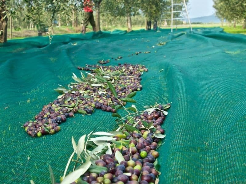 eyouagro olive harvest net main