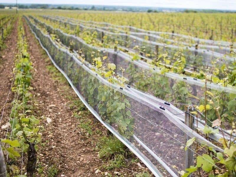 Vineyard Side Netting 800x.jpg Vineyard Side Netting 800x.jpg