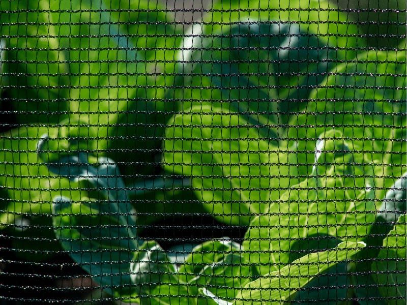 cabbage netting 2