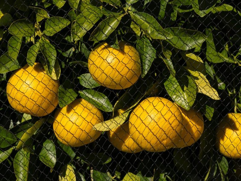 citrus netten 2