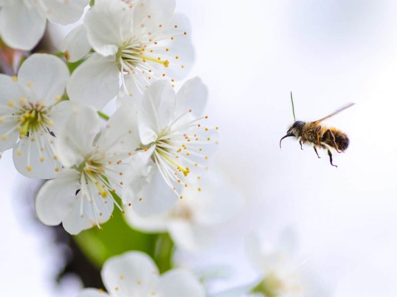 flower bee flower, bee .jpg