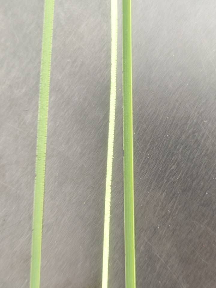 Green PE tape after weathering — centre strand bleached and brittle