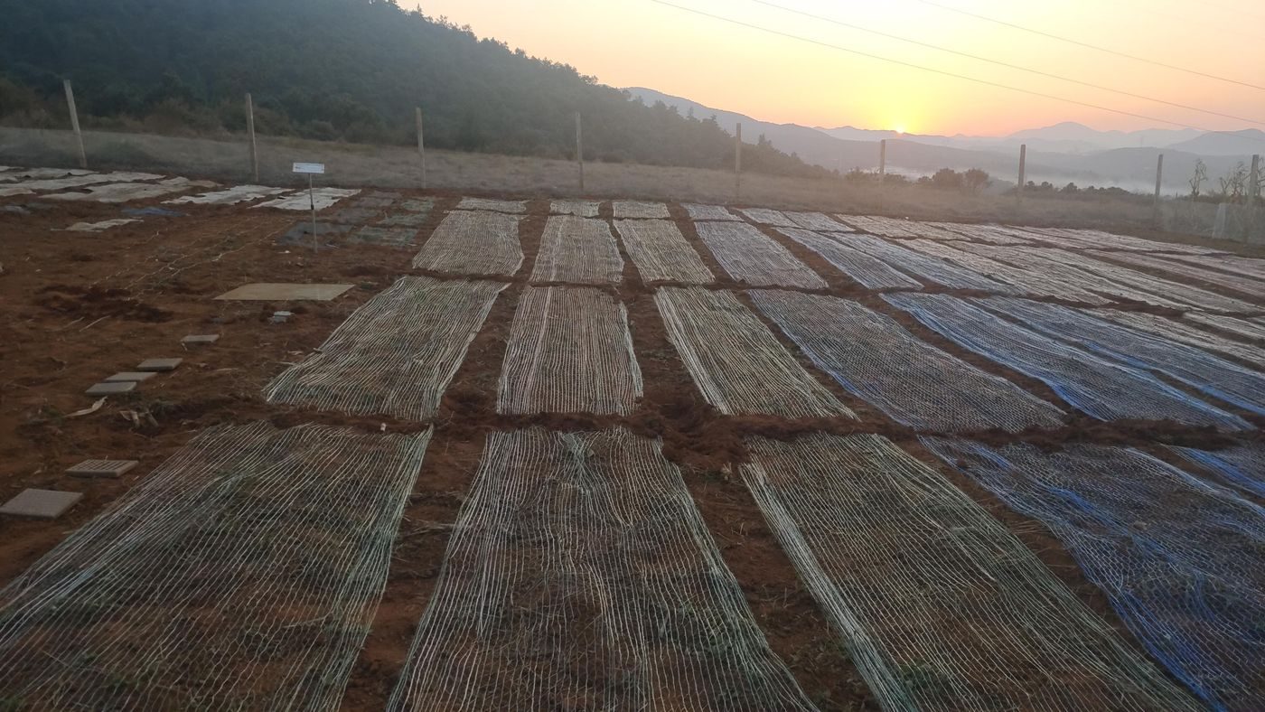 Outdoor natural exposure field with netting samples laid out in marked plots