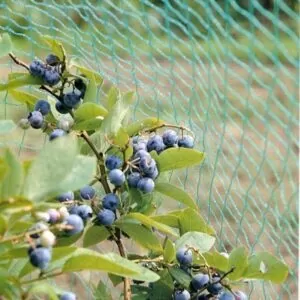 Blueberry Bird Netting