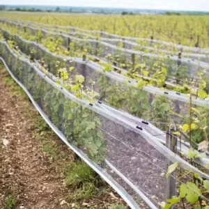 Vineyard Side Netting
