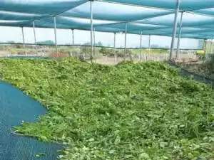 Shading for drying of agro products