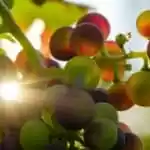 grapes, sun, sunbeams-3550730.jpg