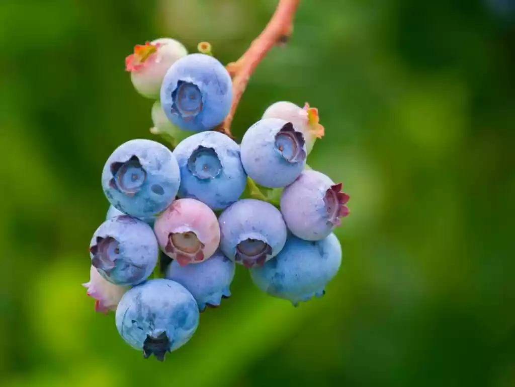 blueberries, fruit, growth-3513547.jpg