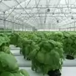 basil, greenhouse, plant-2053350.jpg
