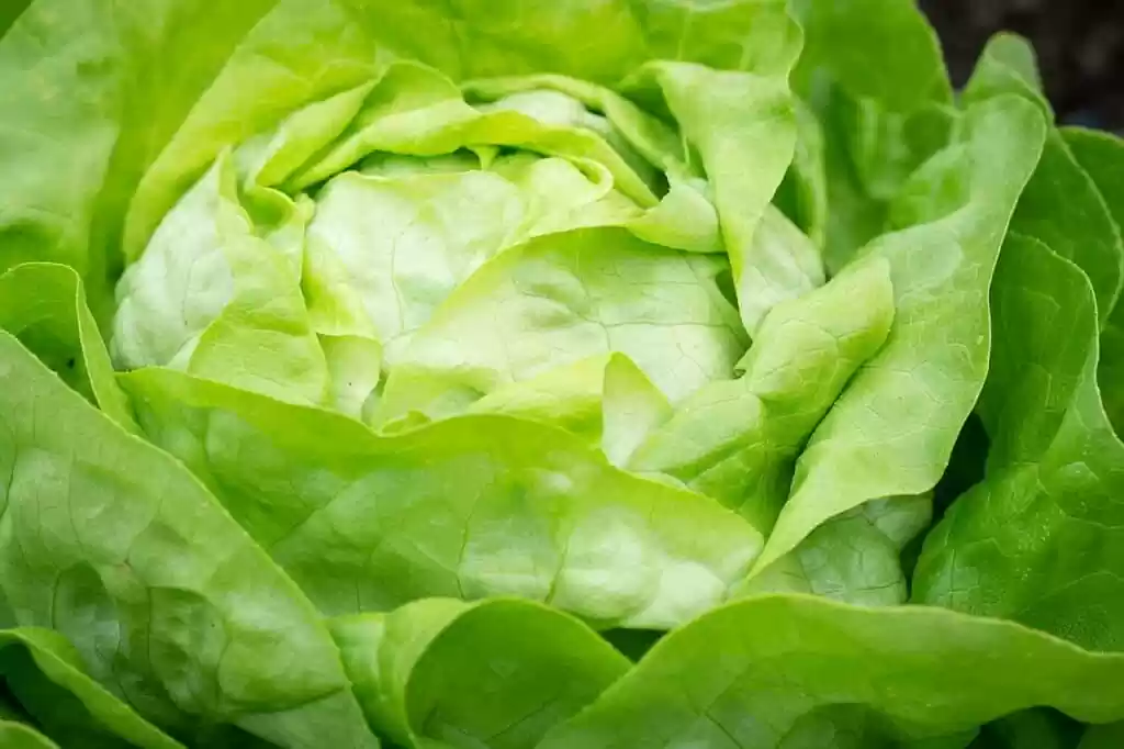 salad, lettuce, green-3492398.jpg