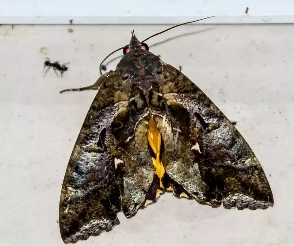 moth, fruit-sucking moth, large-1164163.jpg