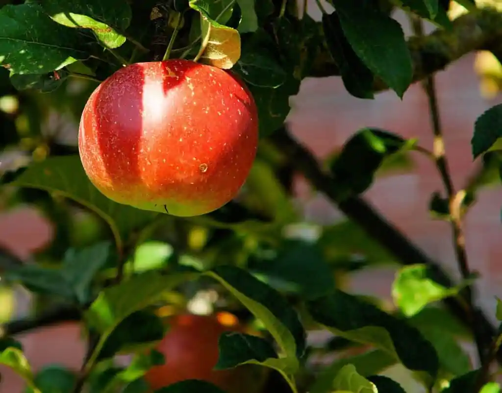 apple, tree, apple orchard-429213.jpg