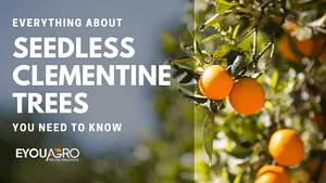 seedless clementine trees