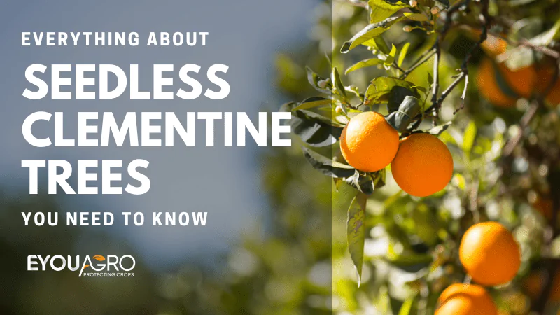 seedless clementine trees