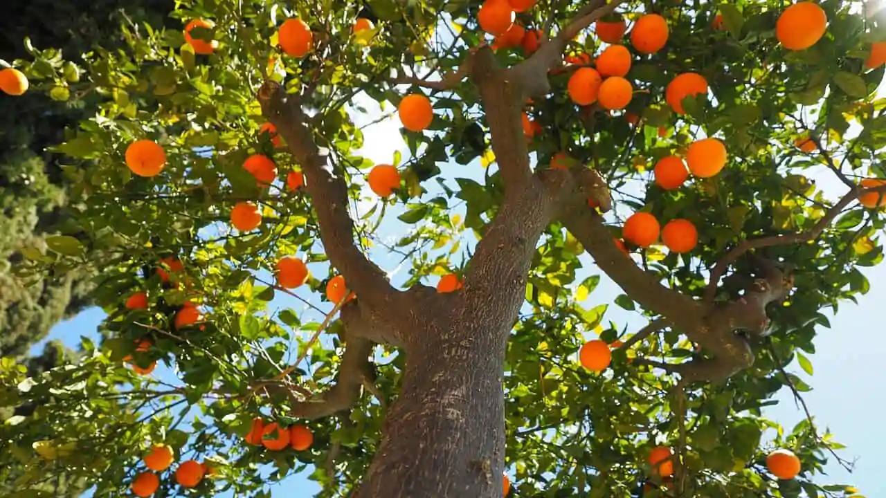 oranges, tree  .jpg