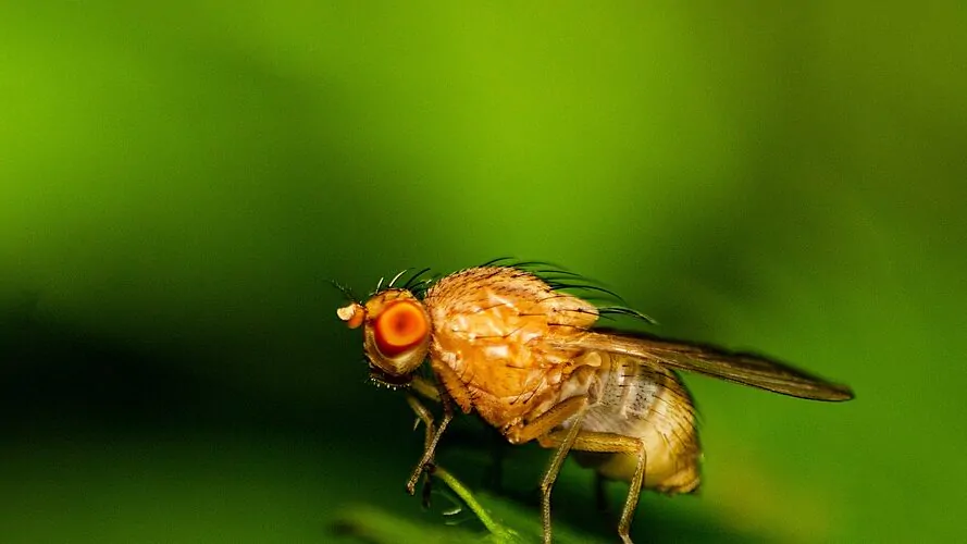 fruit fly, insect, leaf-6977978.jpg