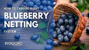 blueberry netting system (1)
